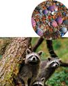 RACOONS AND PINK SALMON A THREAT TO UK WILDLIFE5