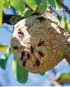 What should I do if I'm stung by an Asian hornet?17
