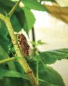CICADAS RETURN AFTER 30-YEAR ABSENCE6