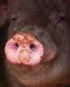Pigs are environmental engineers, not architects of destruction10