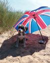 Do dogs get sunburnt?19