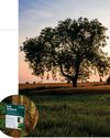 TREES ARE EVOLVING TO FIGHT DEADLY ASH DIEBACK5
