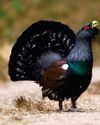CAPERCAILLIES ENJOY A BABY BOOM IN THE SCOTTISH HIGHLANDS0