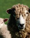 The sheep that changed farming forever is in a fight for survival7