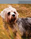Which dog has its own clan tartan? BBC Countryfile Magazine