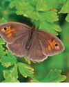 HOT SPRING AND SUMMER FAIL TO STEM BUTTERFLY DECLINE BBC Countryfile Magazine