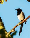 British rural beliefs and superstitions British rural beliefs and superstitions1