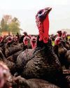It's time to support the threatened British turkey industry It's time to support the threatened British turkey industry8