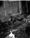 PINE MARTENS RETURN TO EXMOOR AFTER MORE THAN 100 YEARS OF ABSENCE PINE MARTENS RETURN TO EXMOOR AFTER MORE THAN 100 YEARS OF ABSENCE1