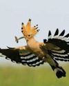 STRIKING BIRD BREEDS IN UK FOR FIRST TIME IN 27 YEARS2