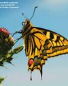 SCIENTISTS FREEZE BUTTERFLY EGGS IN WORLD-FIRST EXPERIMENT1