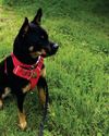 Dog DNA tests15