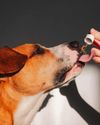 CBD COULD LOWER DOGS' AGGRESSION, STUDY FINDS CBD COULD LOWER DOGS' AGGRESSION, STUDY FINDS6