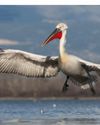 THE ONCE-EXTINCT GIANT PELICAN COULD MAKE A UK COMEBACK THE ONCE-EXTINCT GIANT PELICAN COULD MAKE A UK COMEBACK1