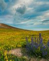 WOODLAND BOOST PLANNED FOR NATIONAL PARK WOODLAND BOOST PLANNED FOR NATIONAL PARK2