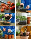 Grow plants from slices of tomato Grow plants from slices of tomato3