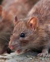 Is the UK’s rat population on the rise?15