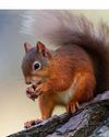 ENGLAND’S RED SQUIRRELS AT SERIOUS RISK OF EXTINCTION1