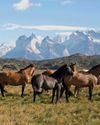 Gauchos&nbsp;And Glaciers&nbsp;