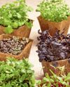 All About Microgreens