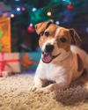 Why You Should Not Give Pets As Christmas Presents