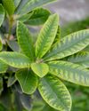 CHLOROSIS how to fix it