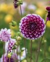 Decorative Dahlias