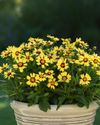 COREOPSIS 'UpTick'