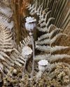 Dried Seedheads & Pods