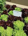 Let's change the way we think about food Let's change the way we think about food