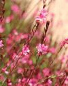 PLANT A COLOUR explosion! PLANT A COLOUR explosion!