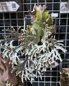 Silver staghorn ferns at platinum prices