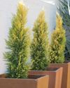 Potting up a conifer Potting up a conifer
