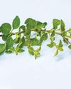 Golden Oregano Golden Oregano