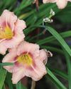 Daylilies make a comeback Daylilies make a comeback