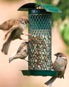 How to feed birds in winter12