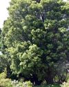 Enduring and venerable trees Enduring and venerable trees