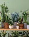 Winter indoor plant care Winter indoor plant care
