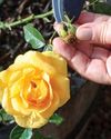 Pruning roses14