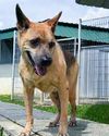 Animal Adoption Animal Adoption6