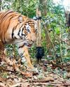 The Tiger's Forest Malaysia The Tiger's Forest Malaysia17