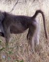 Bowhunting Chacma Baboon