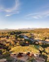 Klipspringer: Lowveld27