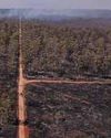Countries Could Use Forests to 'Mask' Needed Emission Cuts: Report Countries Could Use Forests to 'Mask' Needed Emission Cuts: Report