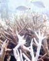 Experts Say Oceans Soaked Up Record Heat Levels in 202543