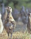 RSPB gives mixed message on shooting