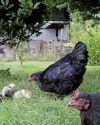 Chick-Napper Alert