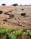 BAJO ALENTEJO1