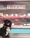 The Seattle Barkery – A Treat Truck (and more!) for Dogs!