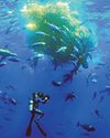 Hammerhead Sharks Up Close With Bertie Gregory - 9/8c, National Geographic11